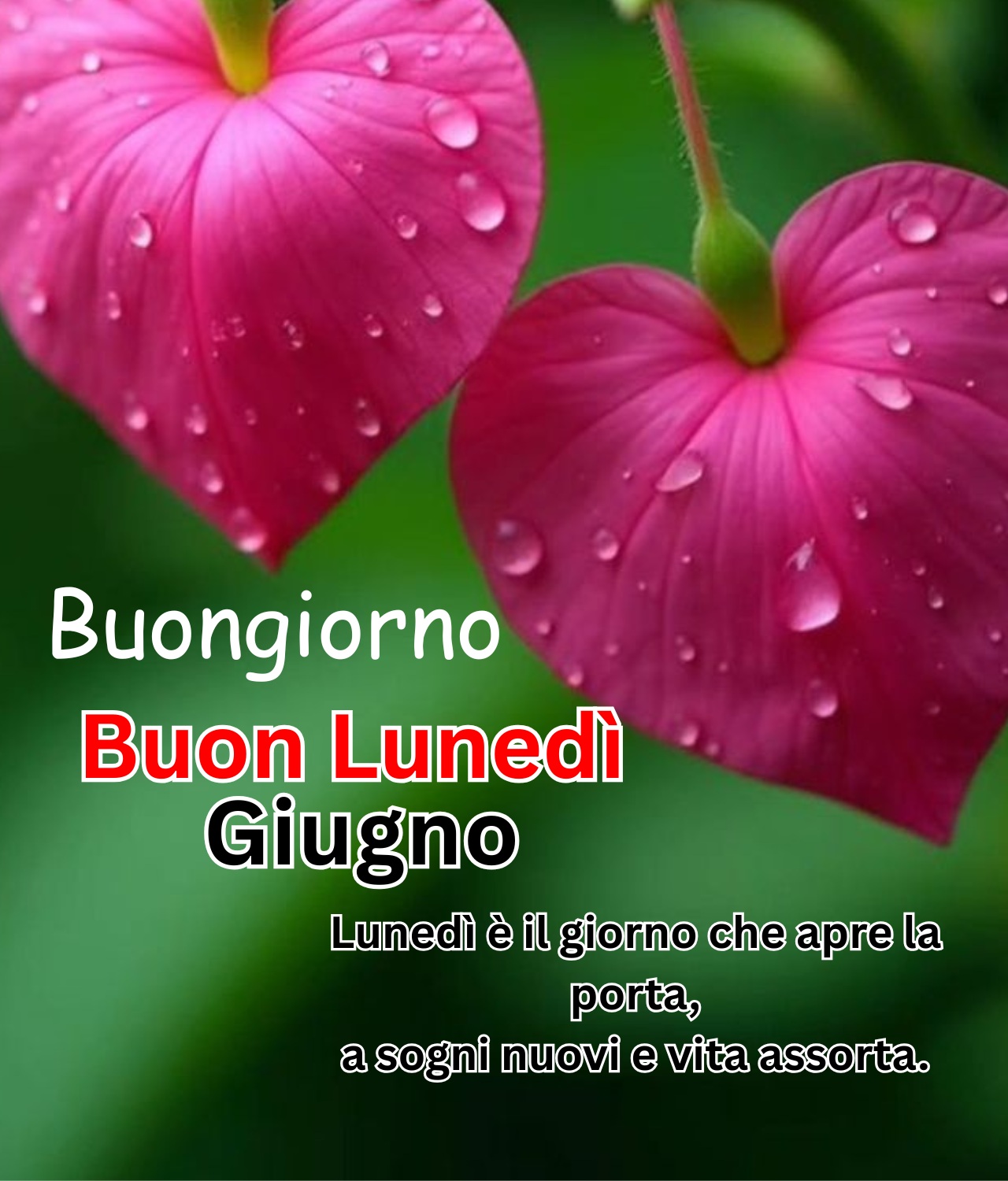 Cuore di fiore rosa con gocce d'acqua e testo Buongiorno Buon Lunedì Giugno motivazionale in italiano