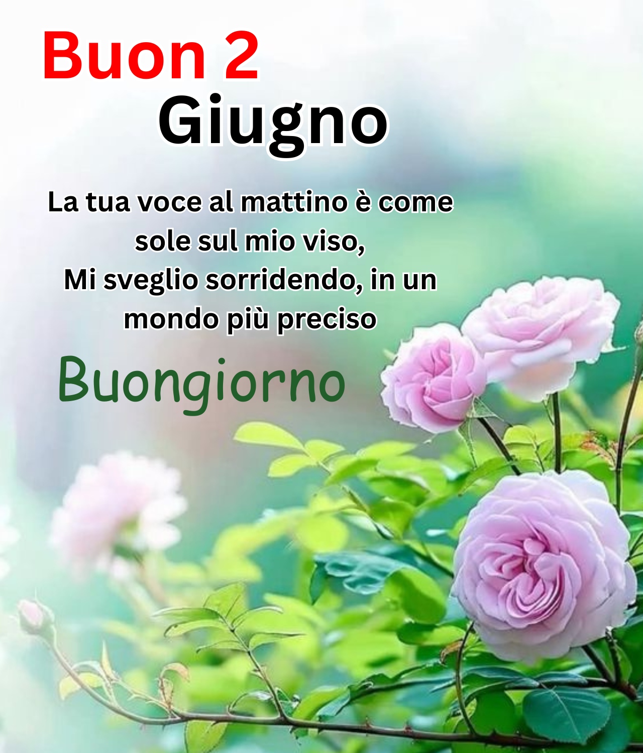 Buongiorno con rose rosa e frase dolce – Buon 2 Giugno immagine romantica mattutina